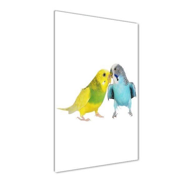 Faded parakeets
