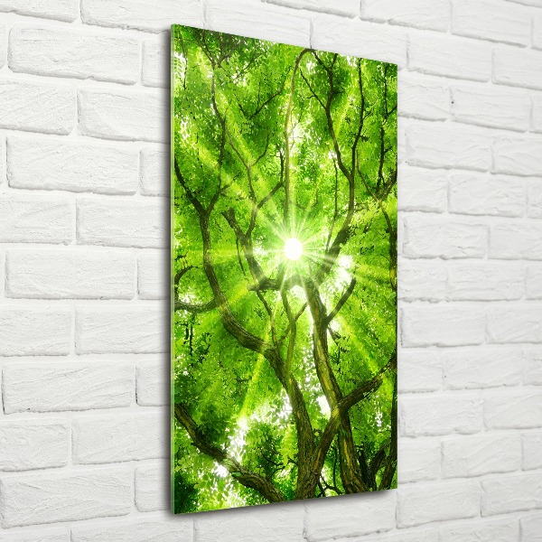 Acrylic print Crown of trees