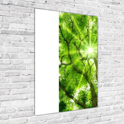 Acrylic print Crown of trees