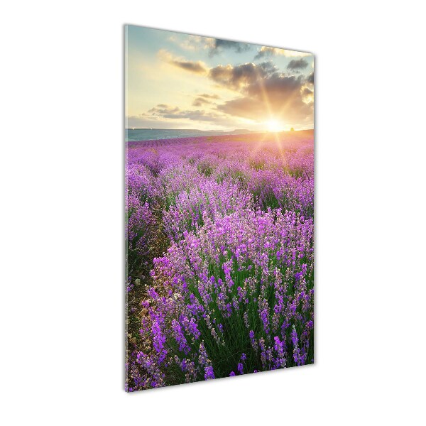 Print on acrylic Lavender field