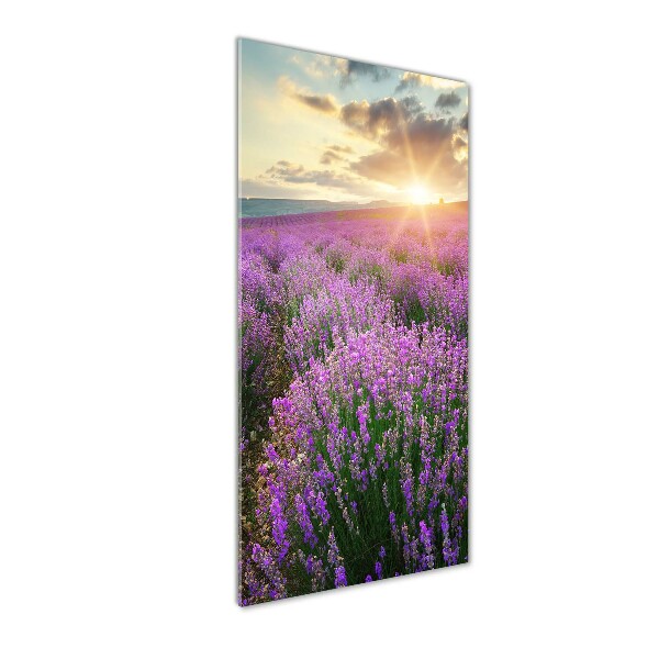 Print on acrylic Lavender field