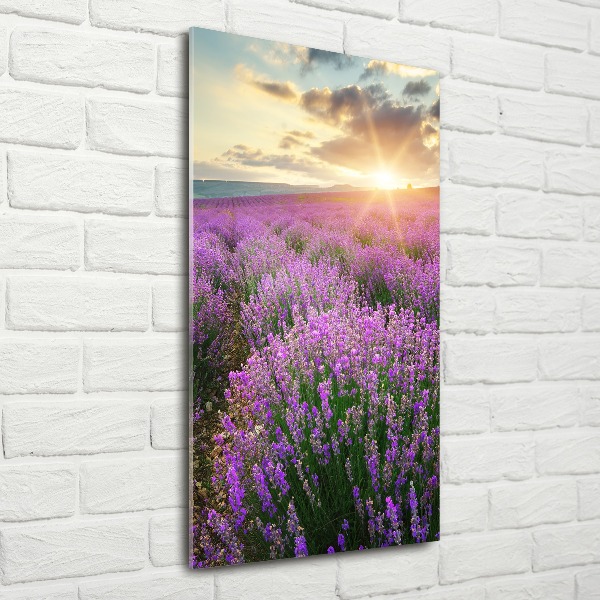 Print on acrylic Lavender field