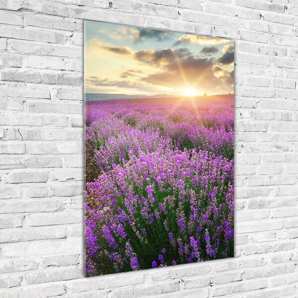 Print on acrylic Lavender field