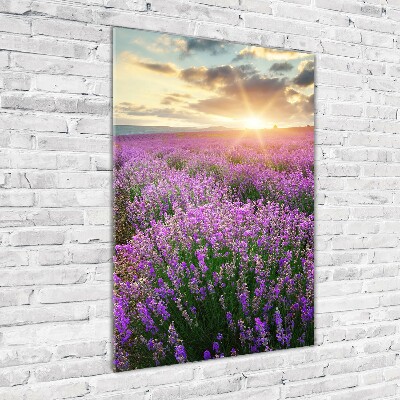 Print on acrylic Lavender field