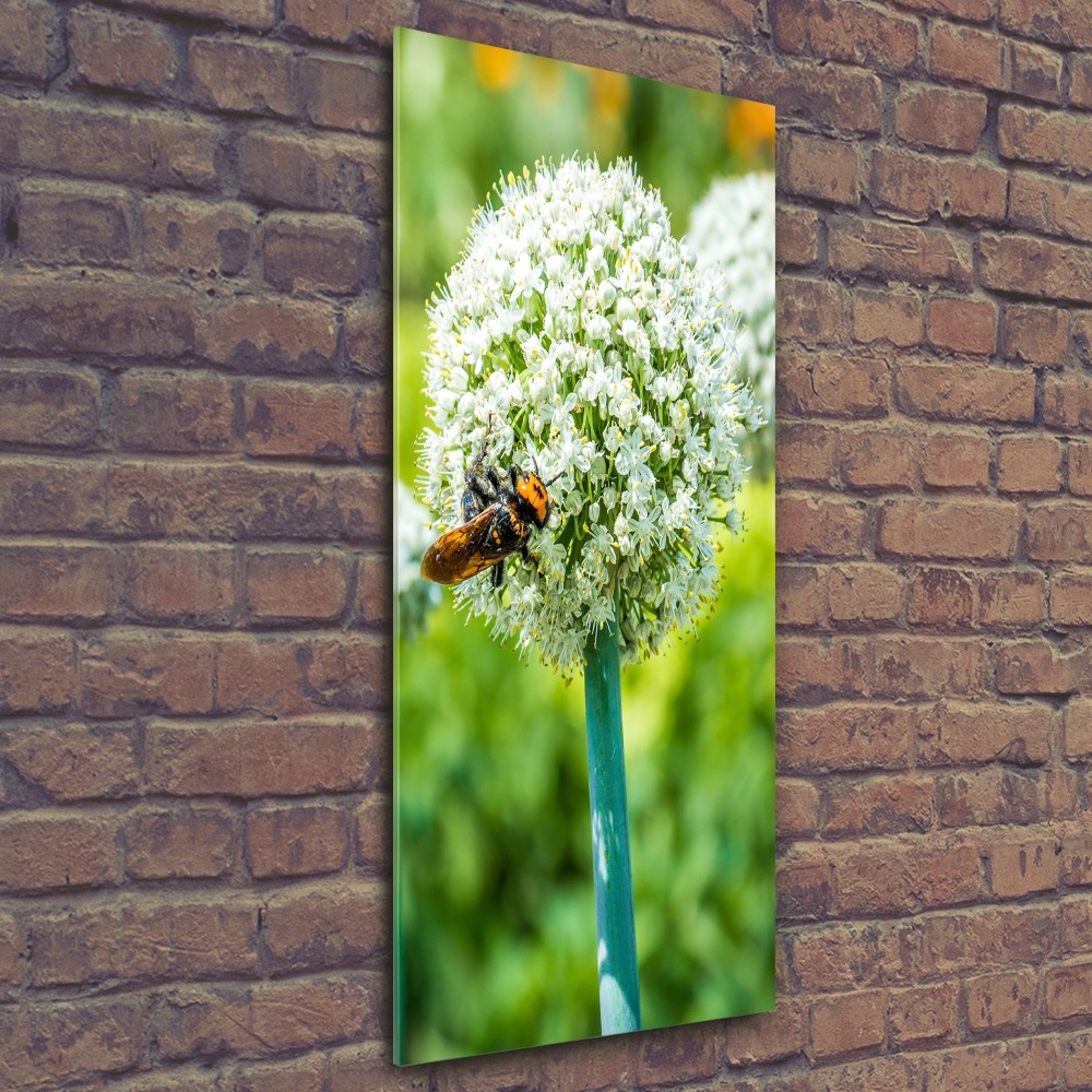 Print on acrylic glass Garlic flowers