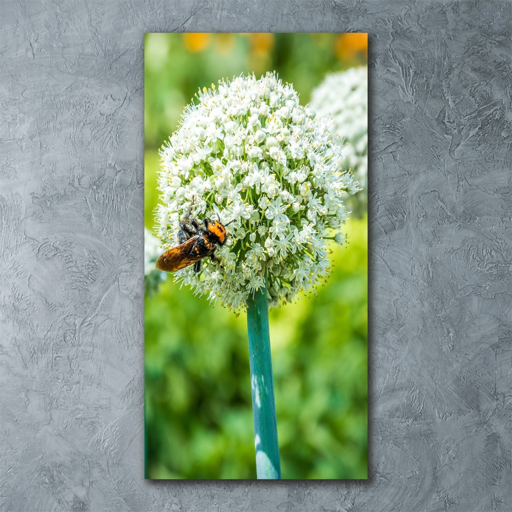 Print on acrylic glass Garlic flowers