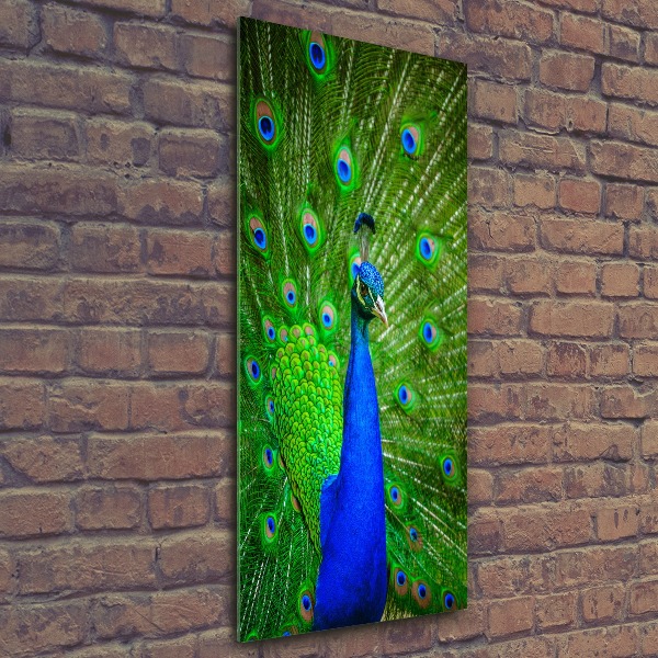 Print on acrylic Peacock