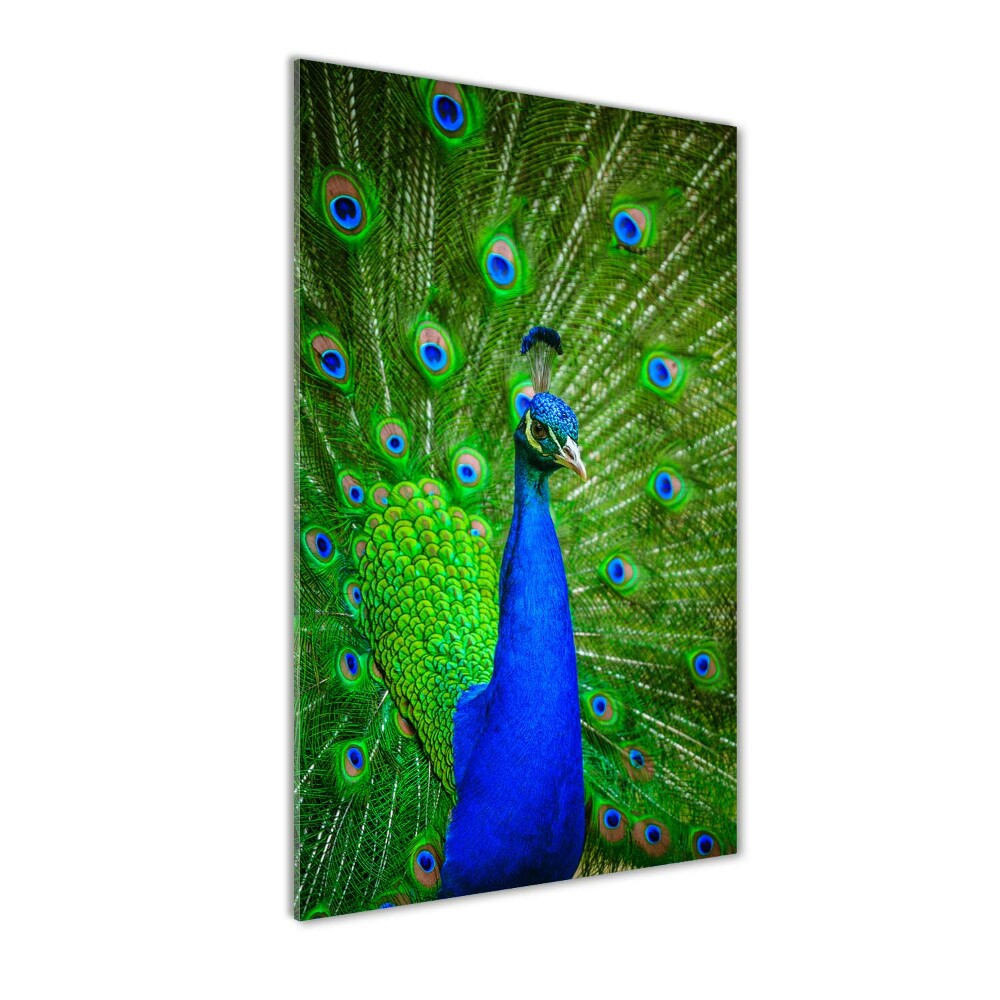 Print on acrylic Peacock