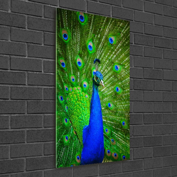 Print on acrylic Peacock