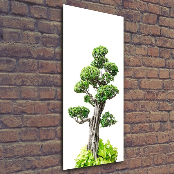 Acrylic print Bonsai tree