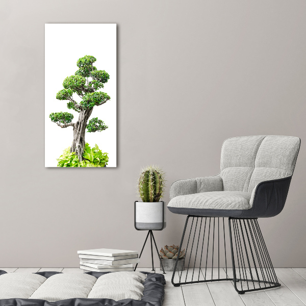 Acrylic print Bonsai tree