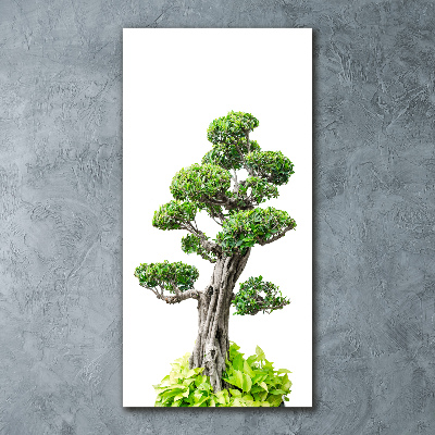 Acrylic print Bonsai tree