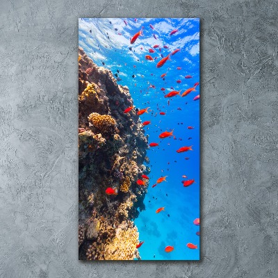 Wall art acrylic Coral reef