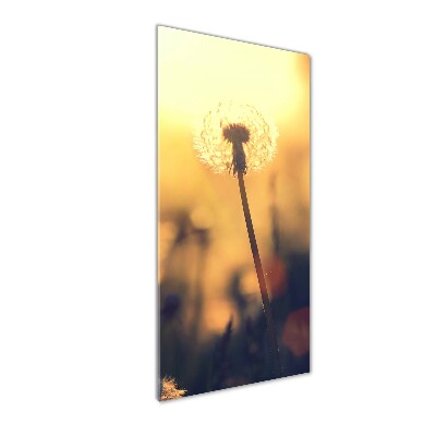 Print on acrylic glass Dandelion