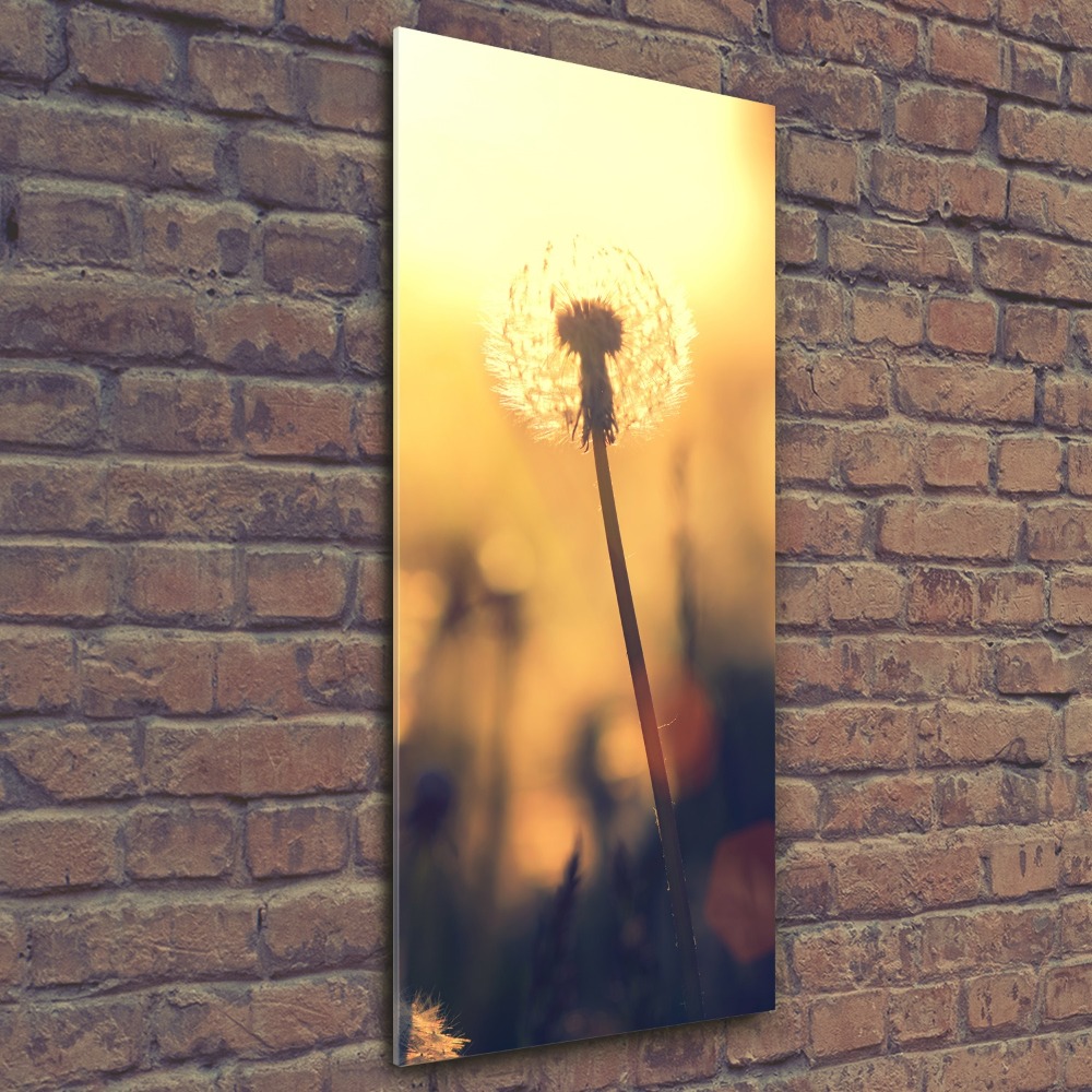 Print on acrylic glass Dandelion