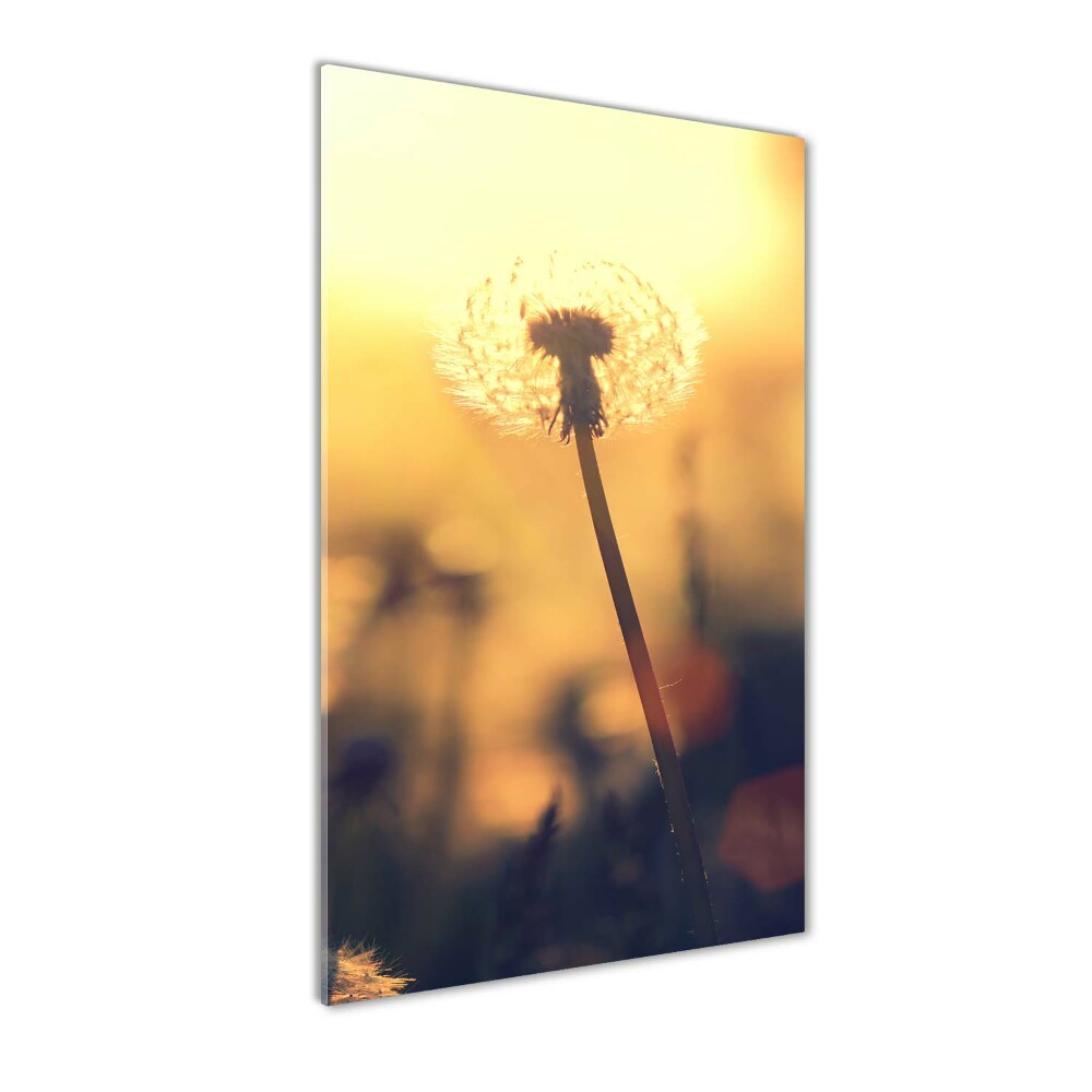 Print on acrylic glass Dandelion