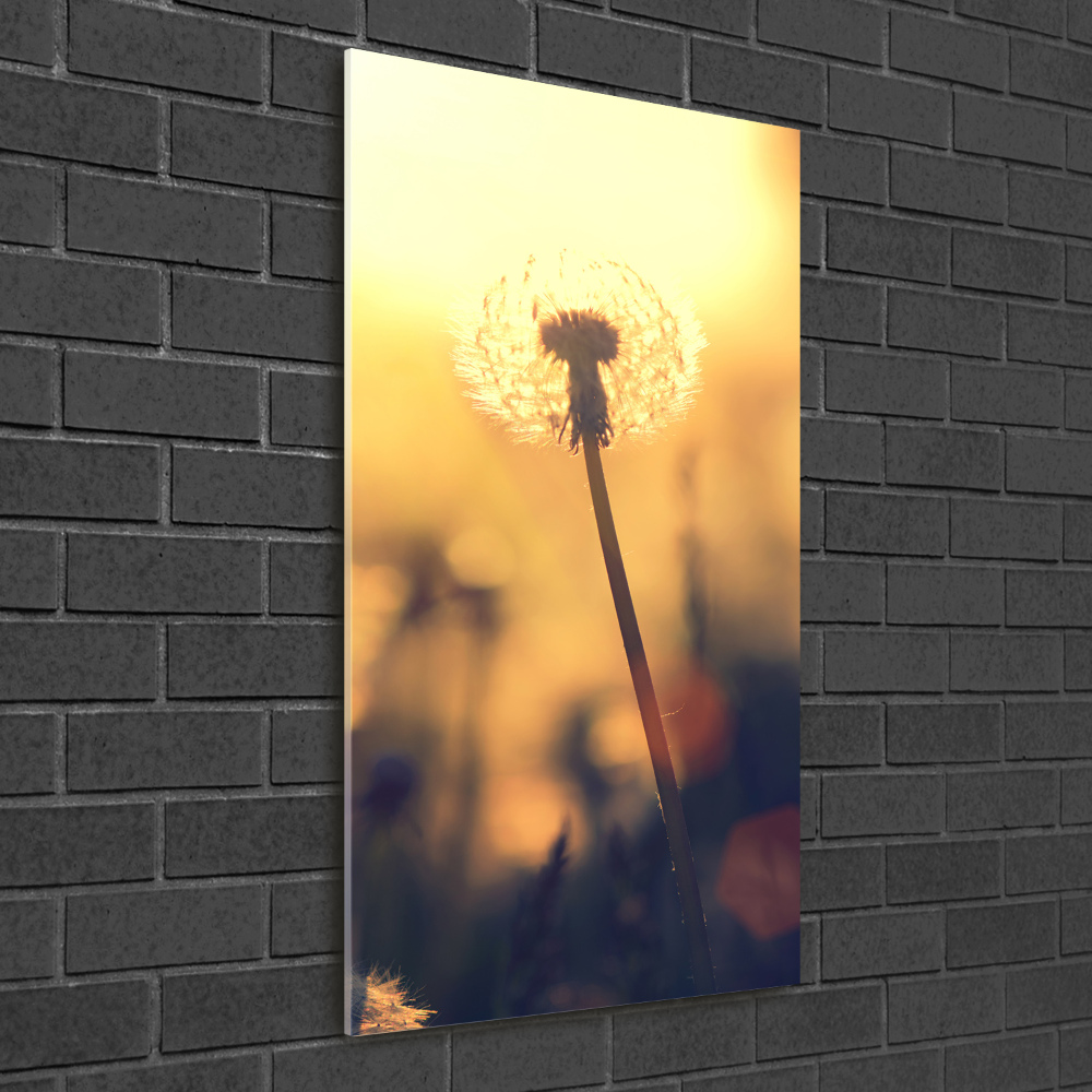 Print on acrylic glass Dandelion