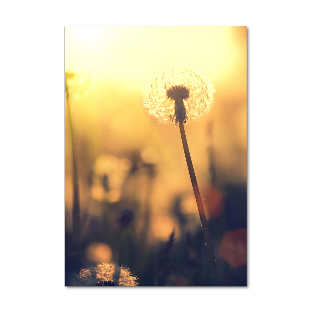 Print on acrylic glass Dandelion