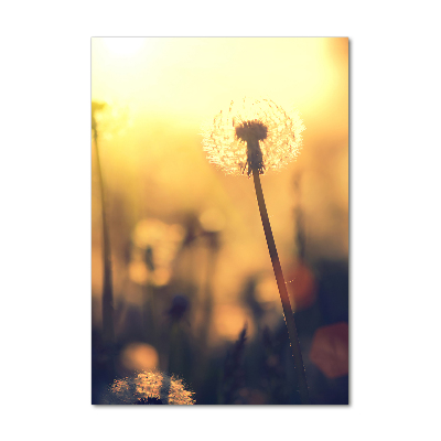 Print on acrylic glass Dandelion