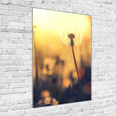 Print on acrylic glass Dandelion