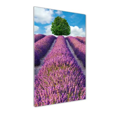 Print on acrylic Lavender field