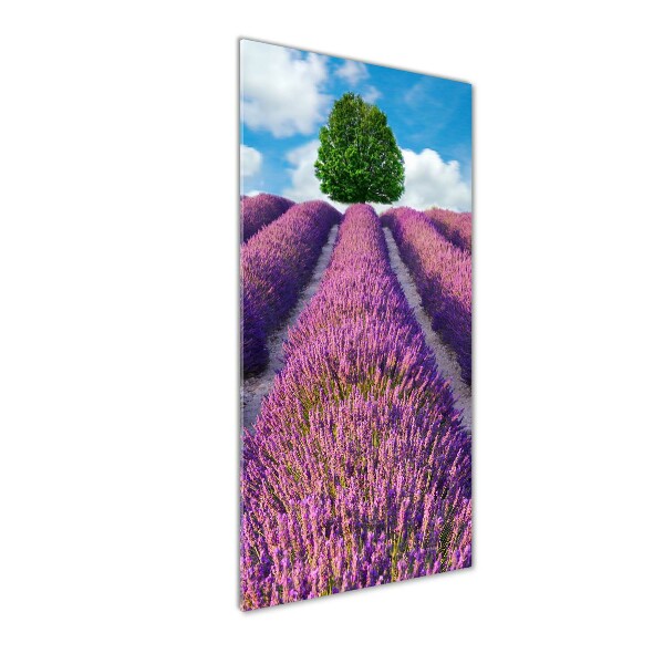 Print on acrylic Lavender field