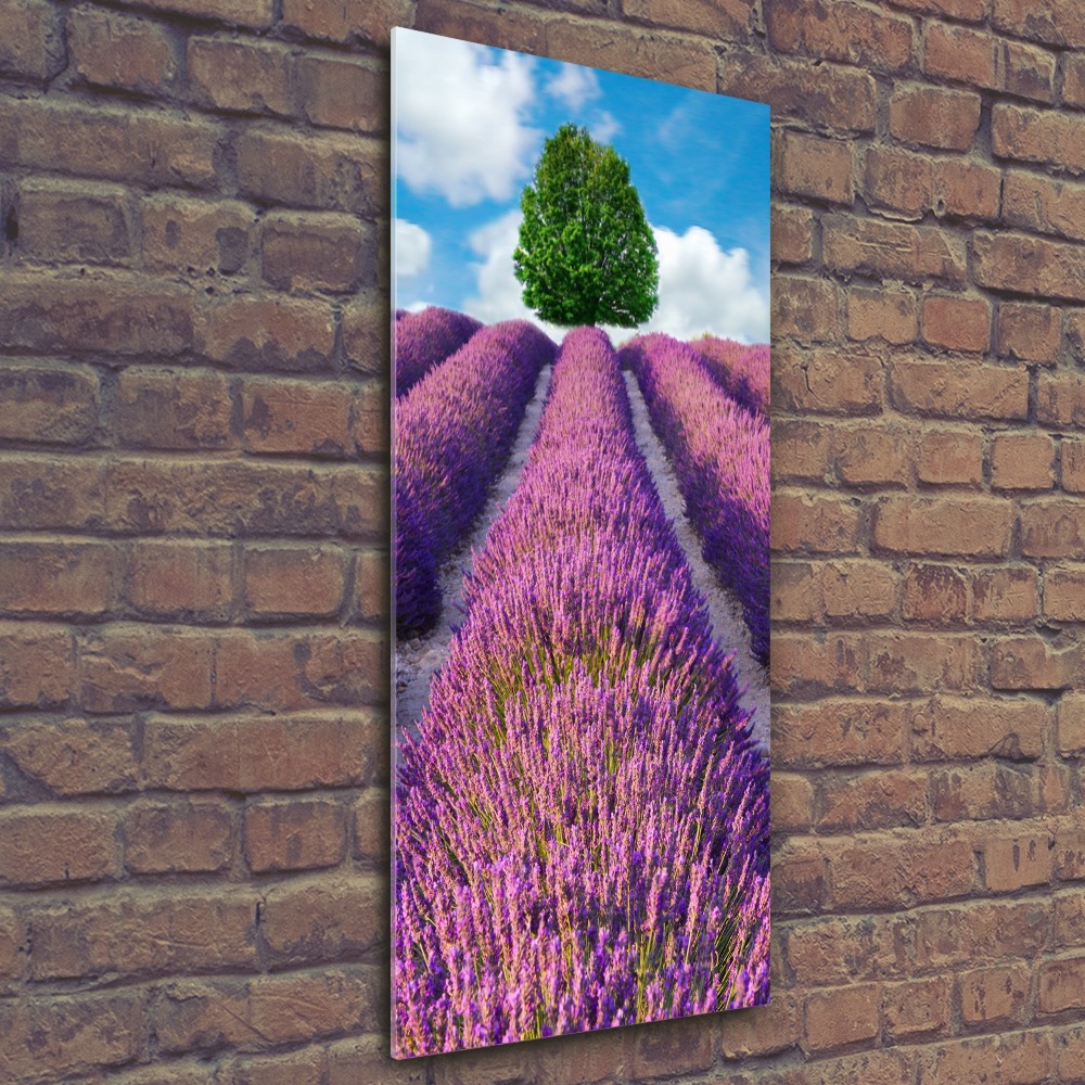 Print on acrylic Lavender field