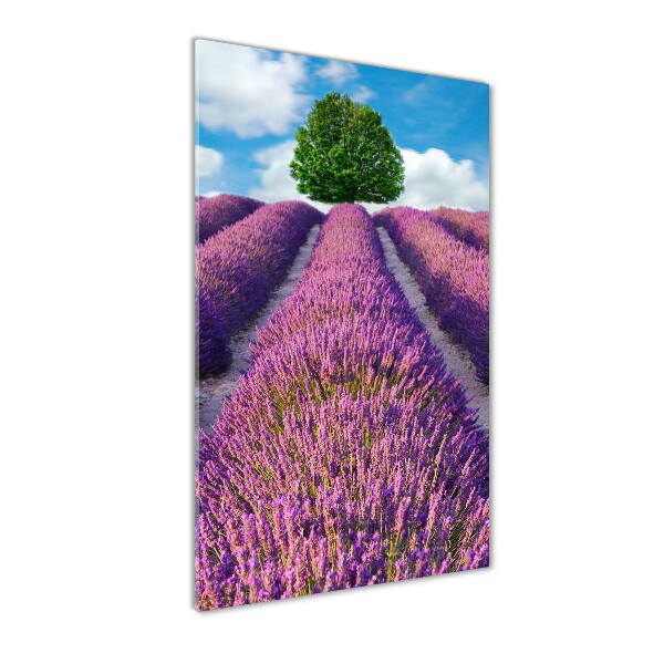 Print on acrylic Lavender field