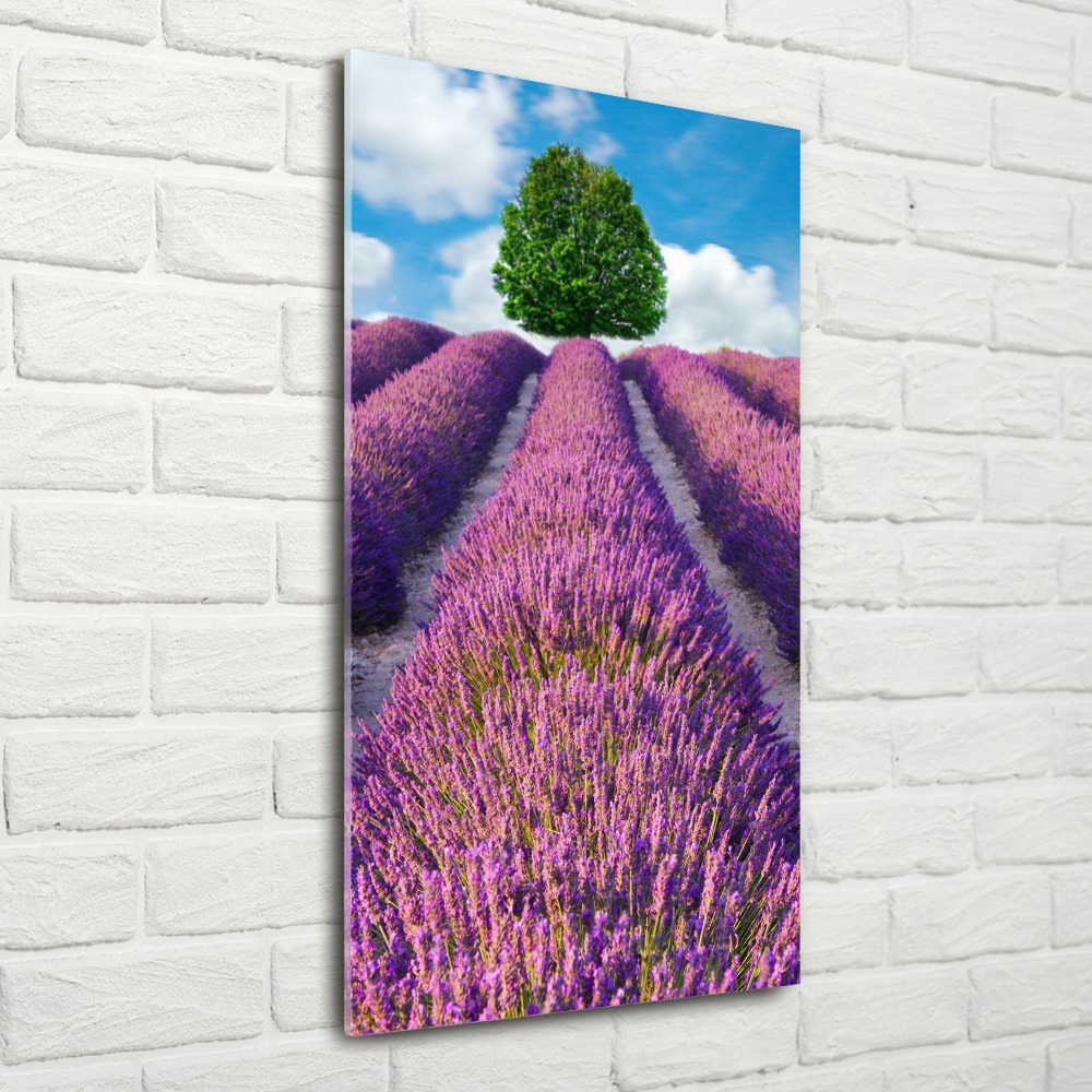 Print on acrylic Lavender field