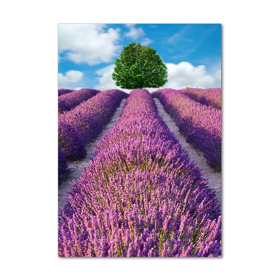 Print on acrylic Lavender field