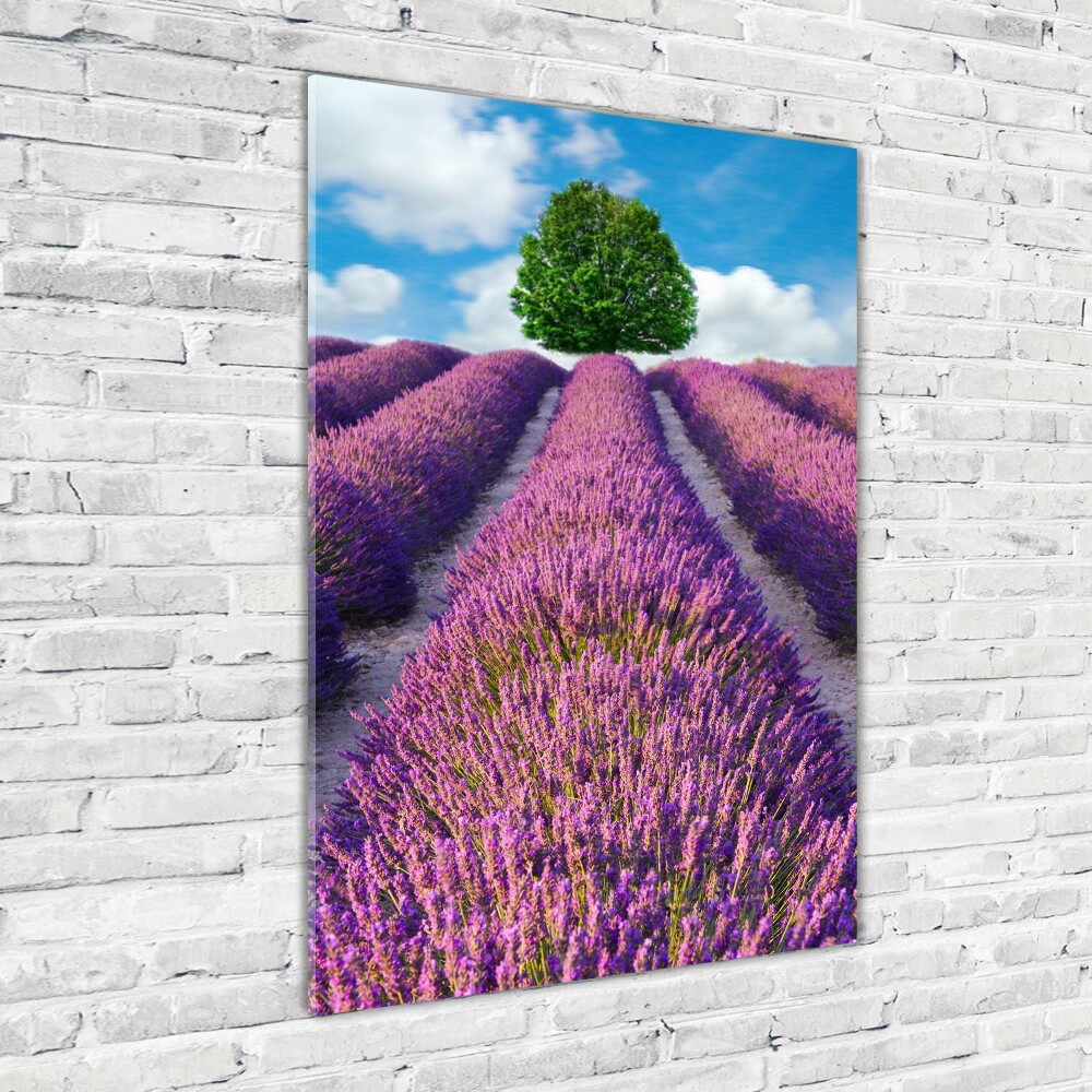 Print on acrylic Lavender field