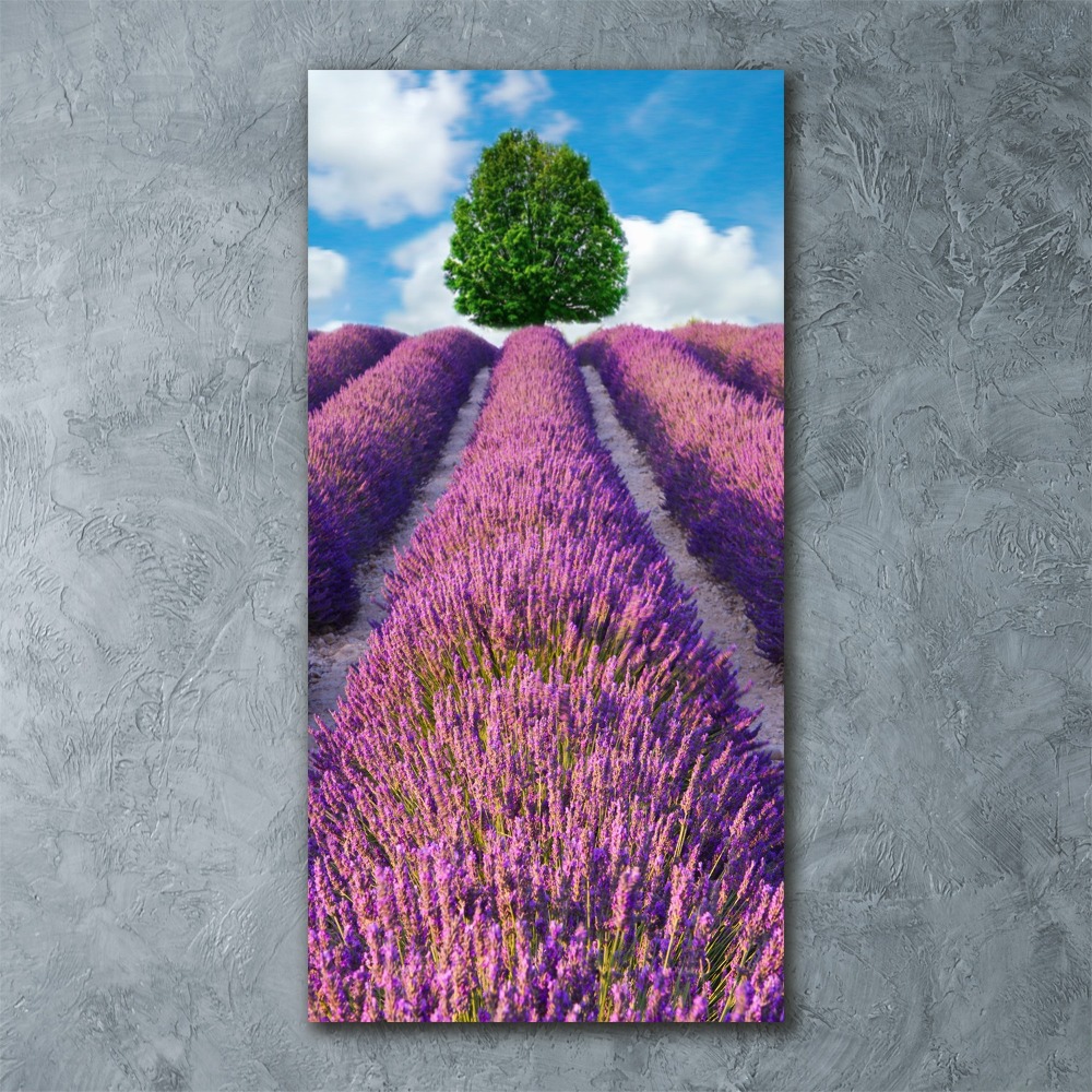 Print on acrylic Lavender field