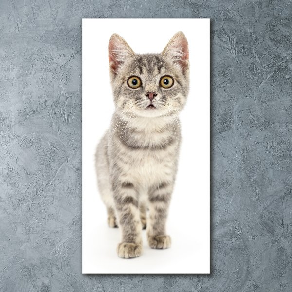 Wall art acrylic Gray cat