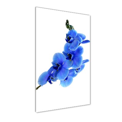 Print on acrylic glass Blue orchid