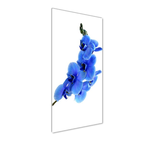 Print on acrylic glass Blue orchid