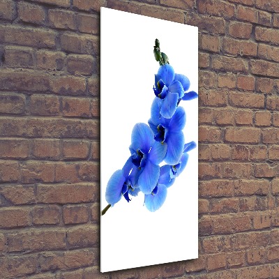 Print on acrylic glass Blue orchid