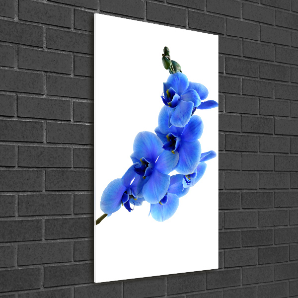 Print on acrylic glass Blue orchid