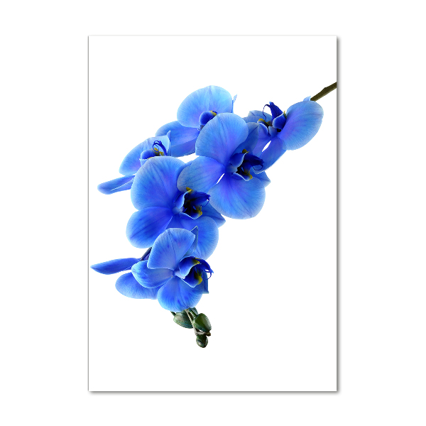 Print on acrylic glass Blue orchid