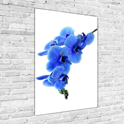 Print on acrylic glass Blue orchid