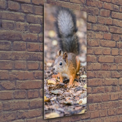 Print on acrylic Squirrel in the forest