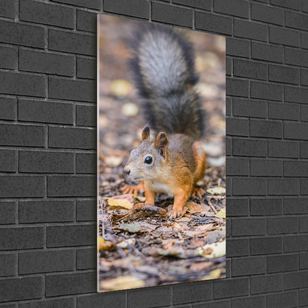 Print on acrylic Squirrel in the forest