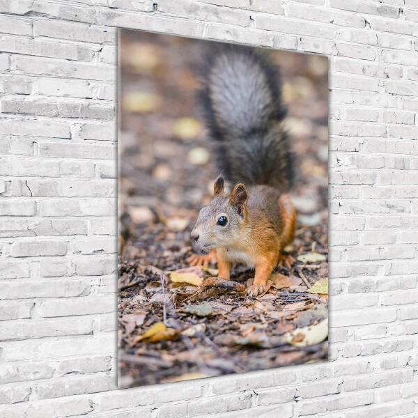 Print on acrylic Squirrel in the forest