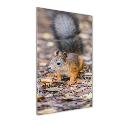 Print on acrylic Squirrel in the forest