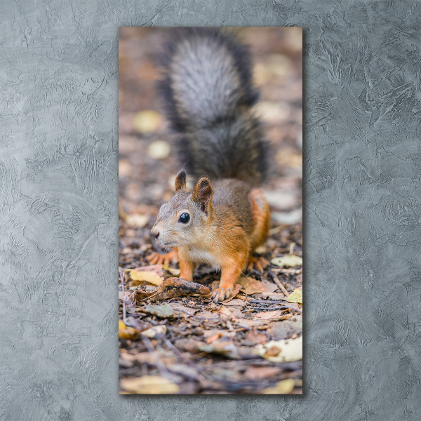 Print on acrylic Squirrel in the forest