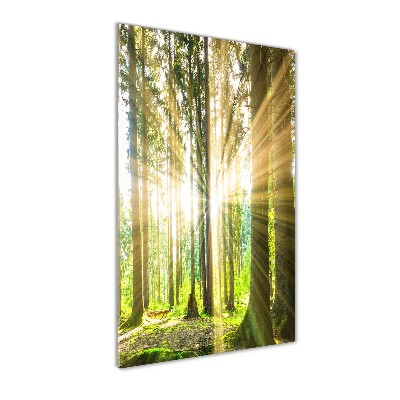 Wall art acrylic The sun in the forest