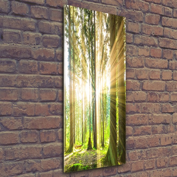 Wall art acrylic The sun in the forest