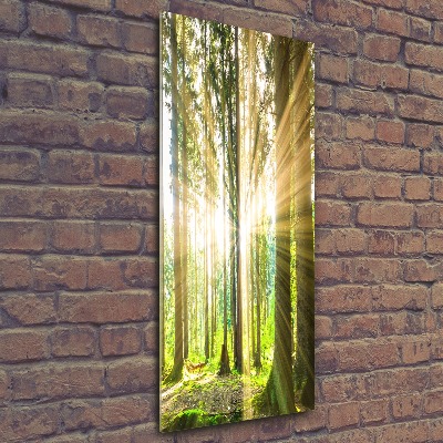 Wall art acrylic The sun in the forest