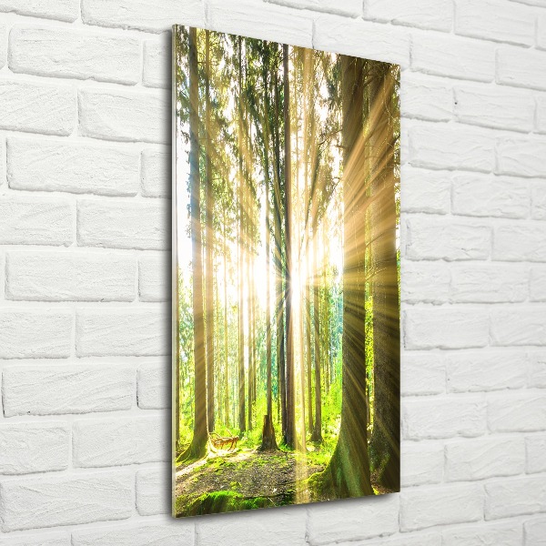 Wall art acrylic The sun in the forest