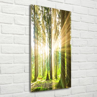 Wall art acrylic The sun in the forest