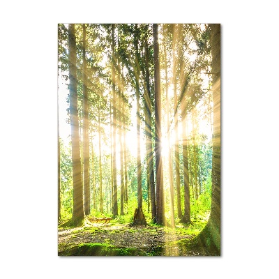 Wall art acrylic The sun in the forest